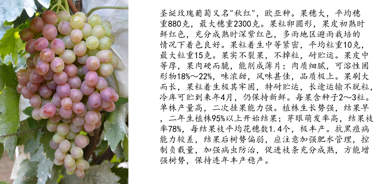 【基地直供】圣诞玫瑰嫁接葡萄苗0.5以上优质葡萄苗圣诞玫瑰