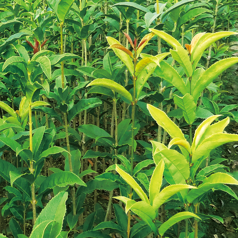 金球桂花树苗批发应金黄香浓桂花优质桂花苗特卖