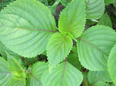 白苏叶粉白苏叶纯粉白苏叶浓缩粉