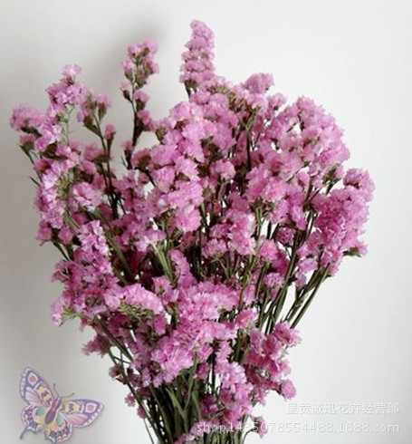 云南干花批发 粉色勿忘我干花 基地直供 优质勿忘我干花批发