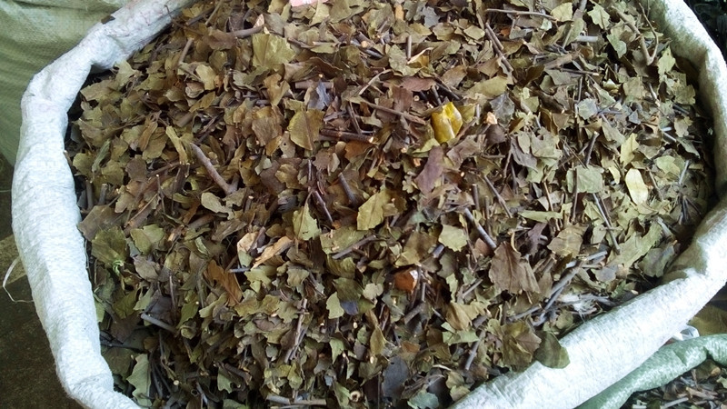 中药材野生寄生 寓木 茑木 寄生茶广西货颜色青绿