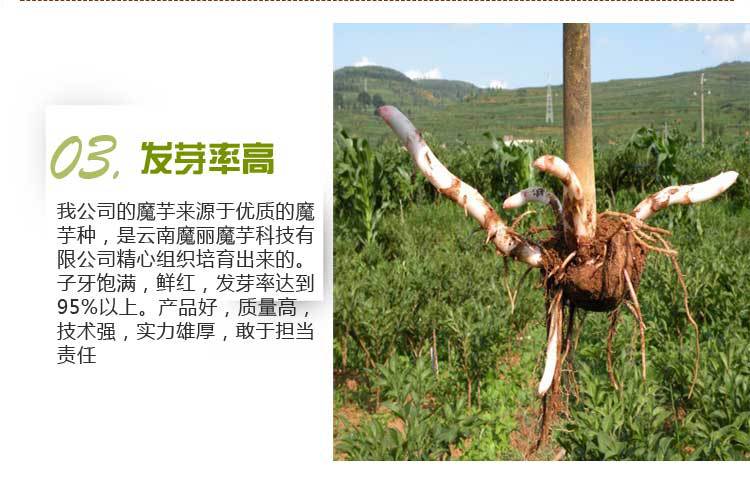 魔力魔芋 魔芋种子|魔芋种子价格|200~300克-食品商务网供应