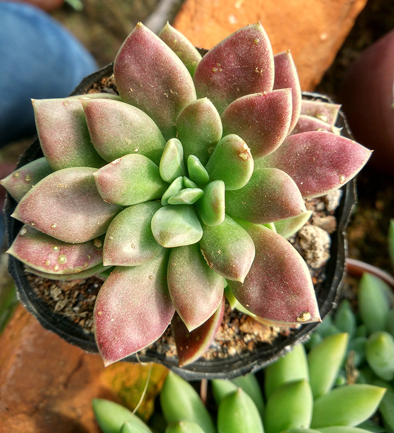 多肉植物批发 英地卡 因地卡 肉肉进口小盆栽花卉 一件代发