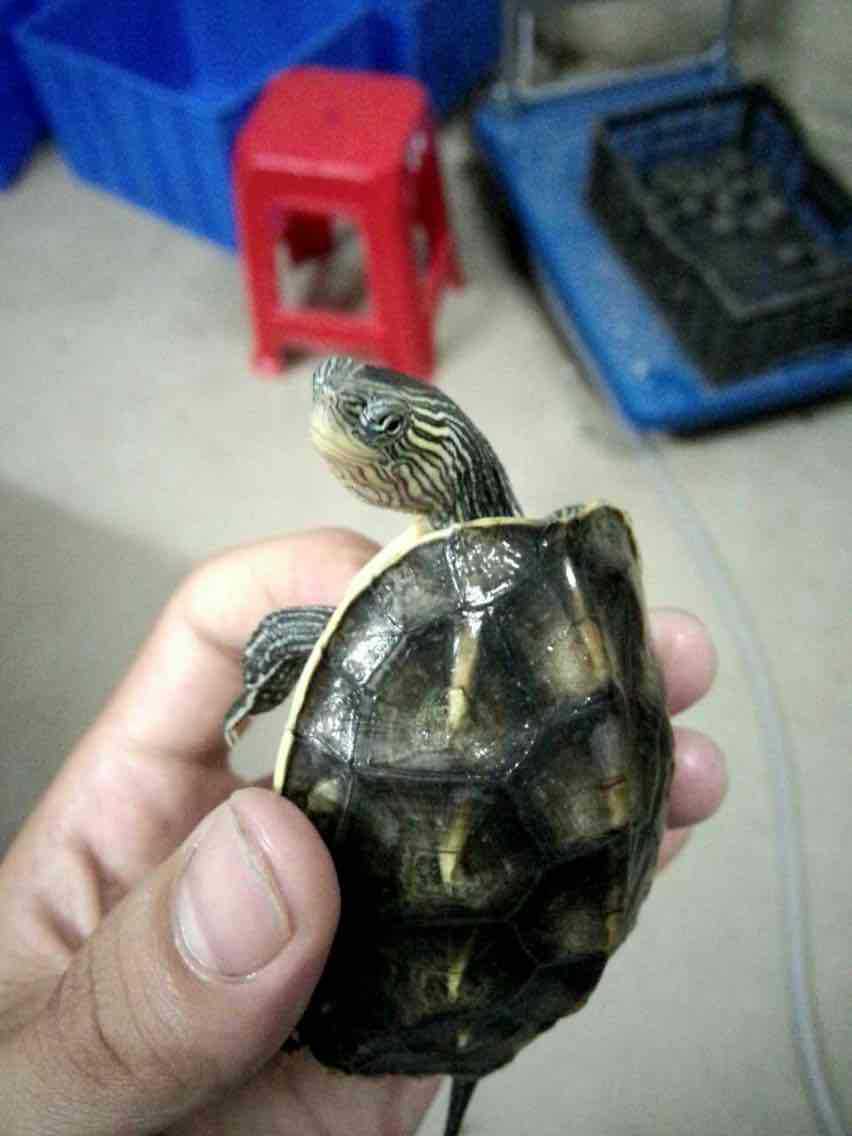 花龟 台湾草龟 绿线草龟 六线草龟 碌仔