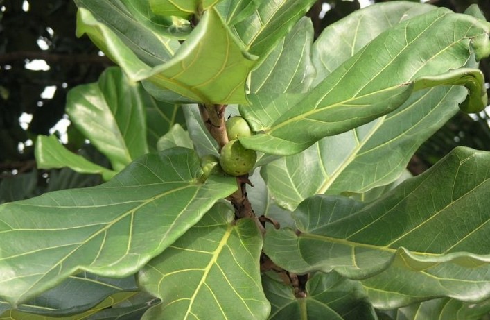 琴叶榕提取物 森冉生物