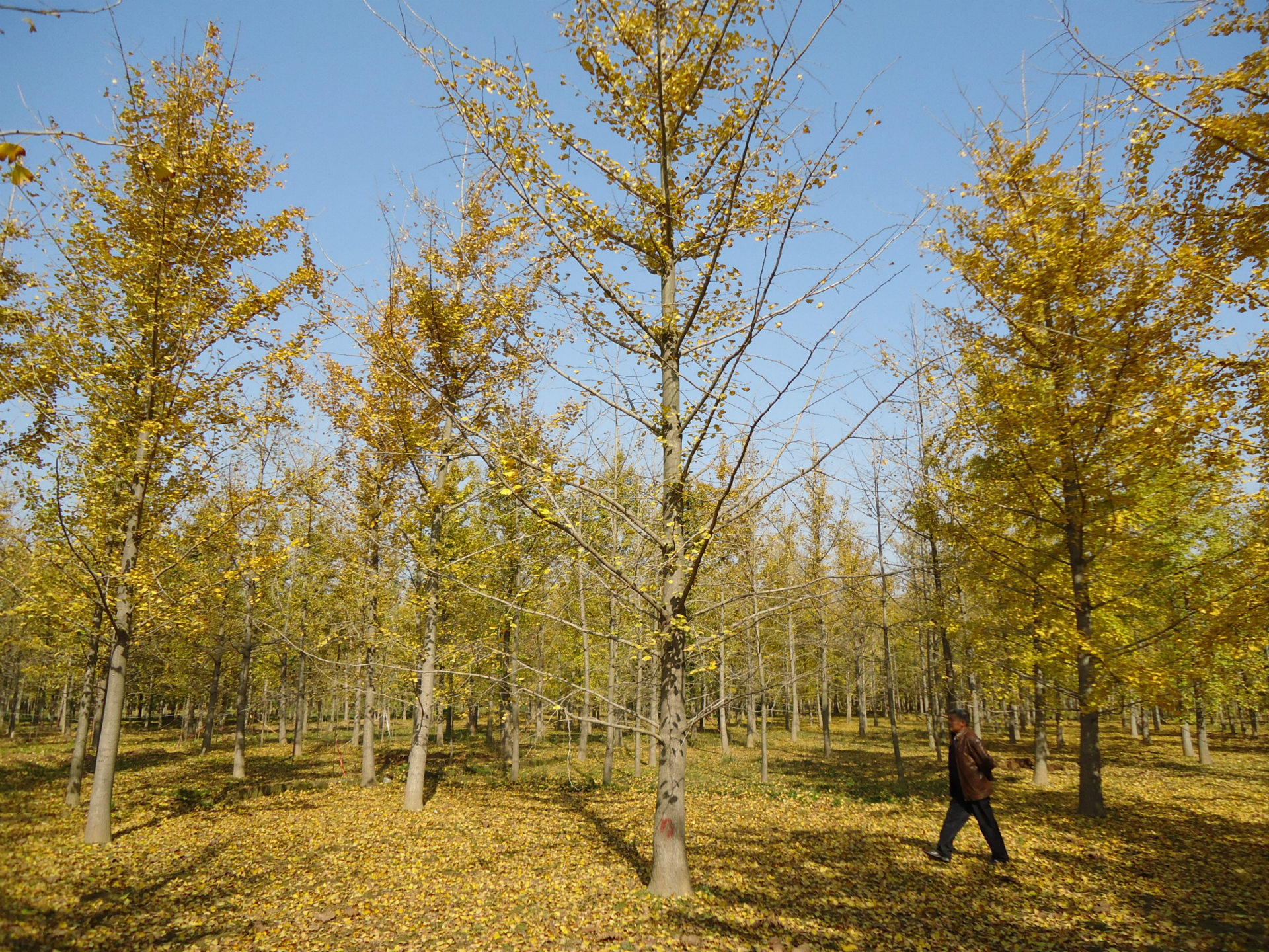 在线咨询银杏 银杏绿化树 规格齐全 价格合理