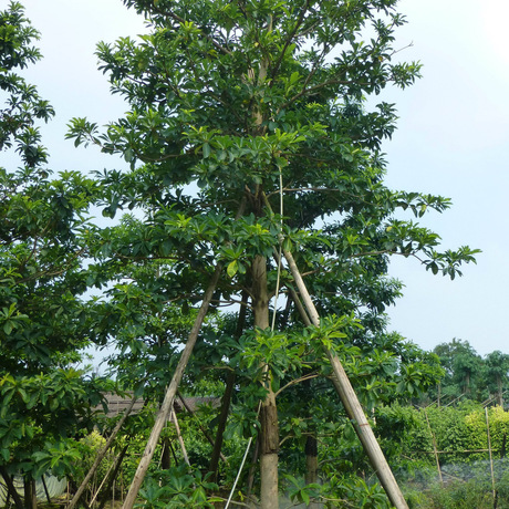 批发供应尖叶杜英(风水高大树木10-15米)袋苗