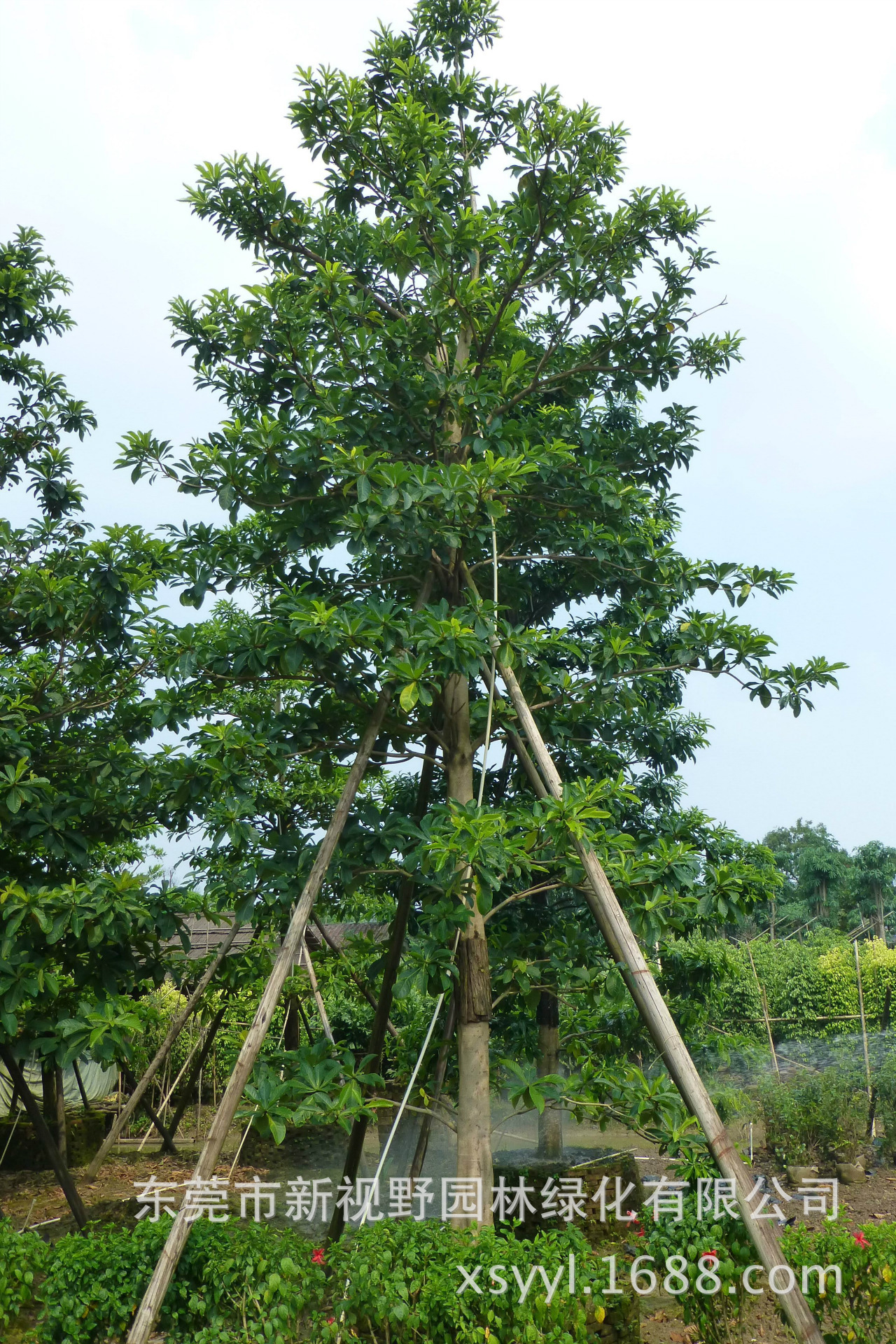 批发供应尖叶杜英(风水高大树木10-15米)袋苗
