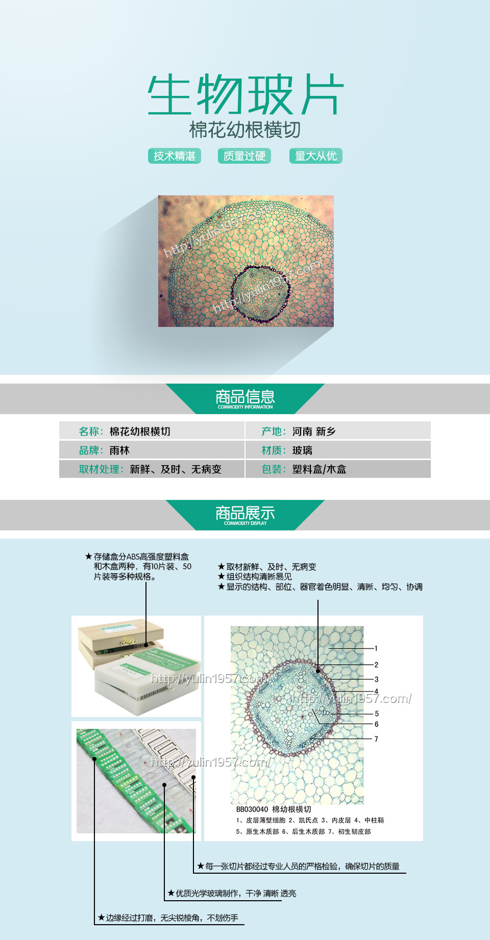 棉花茎次生结构横切图图片