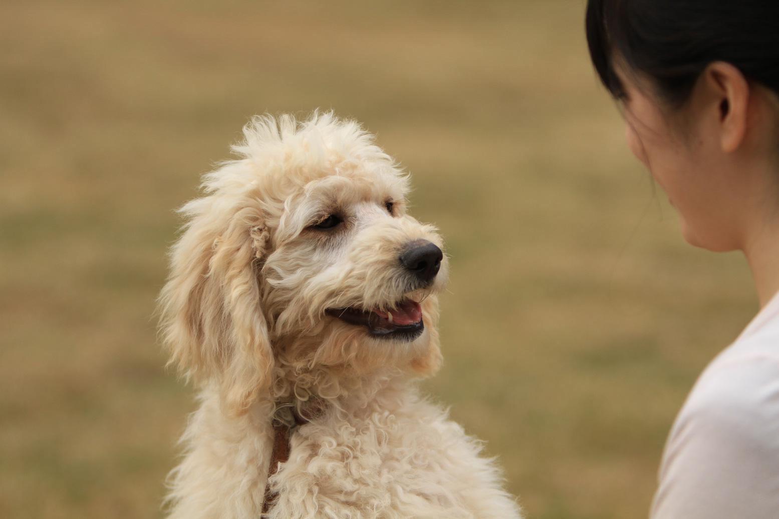 为什么澳大利亚拉布拉多贵宾犬能成为高级宠物犬?