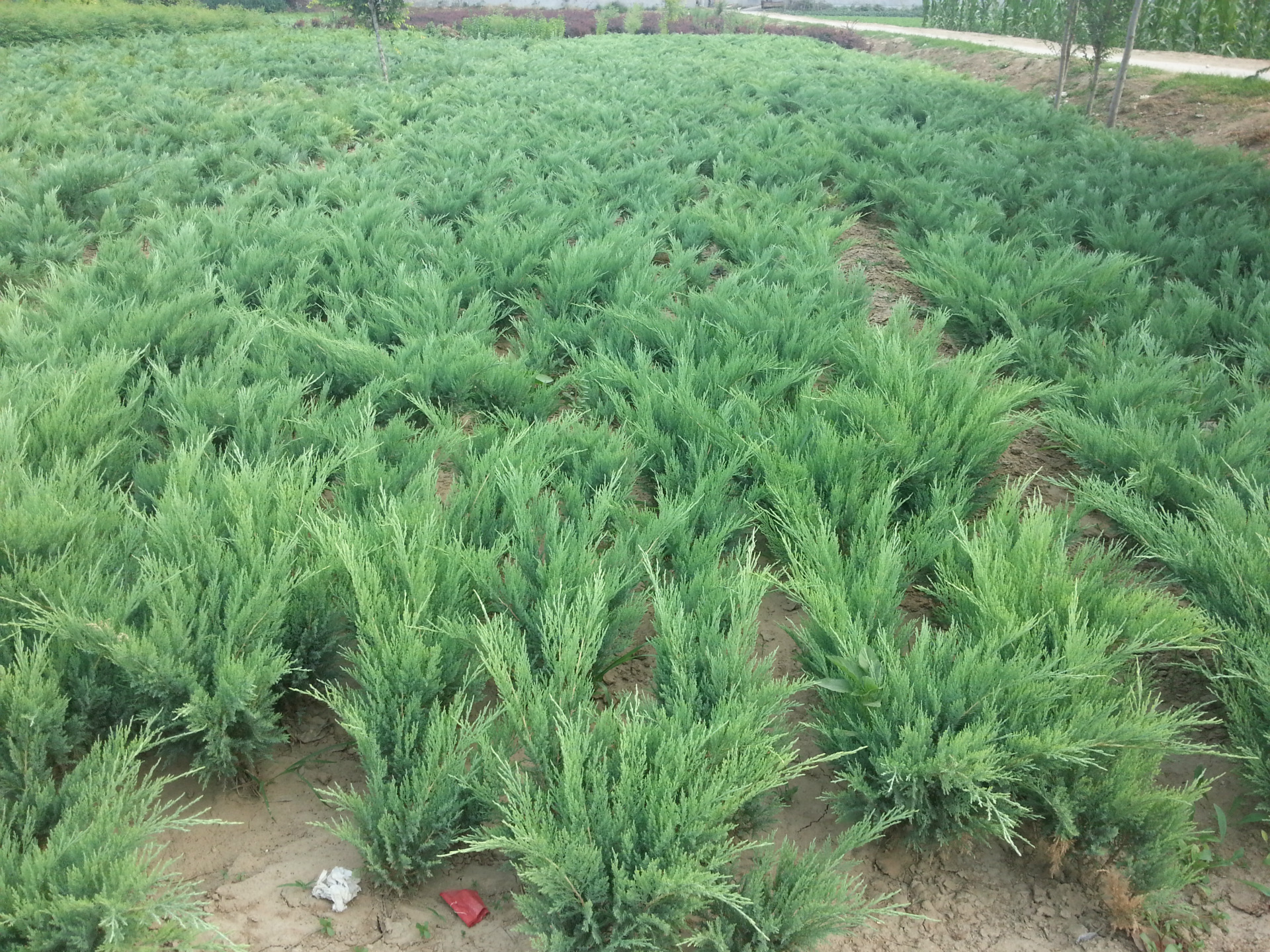 出售绿化苗地柏铺地柏沙地柏四季常青苗工程绿化苗量大从优