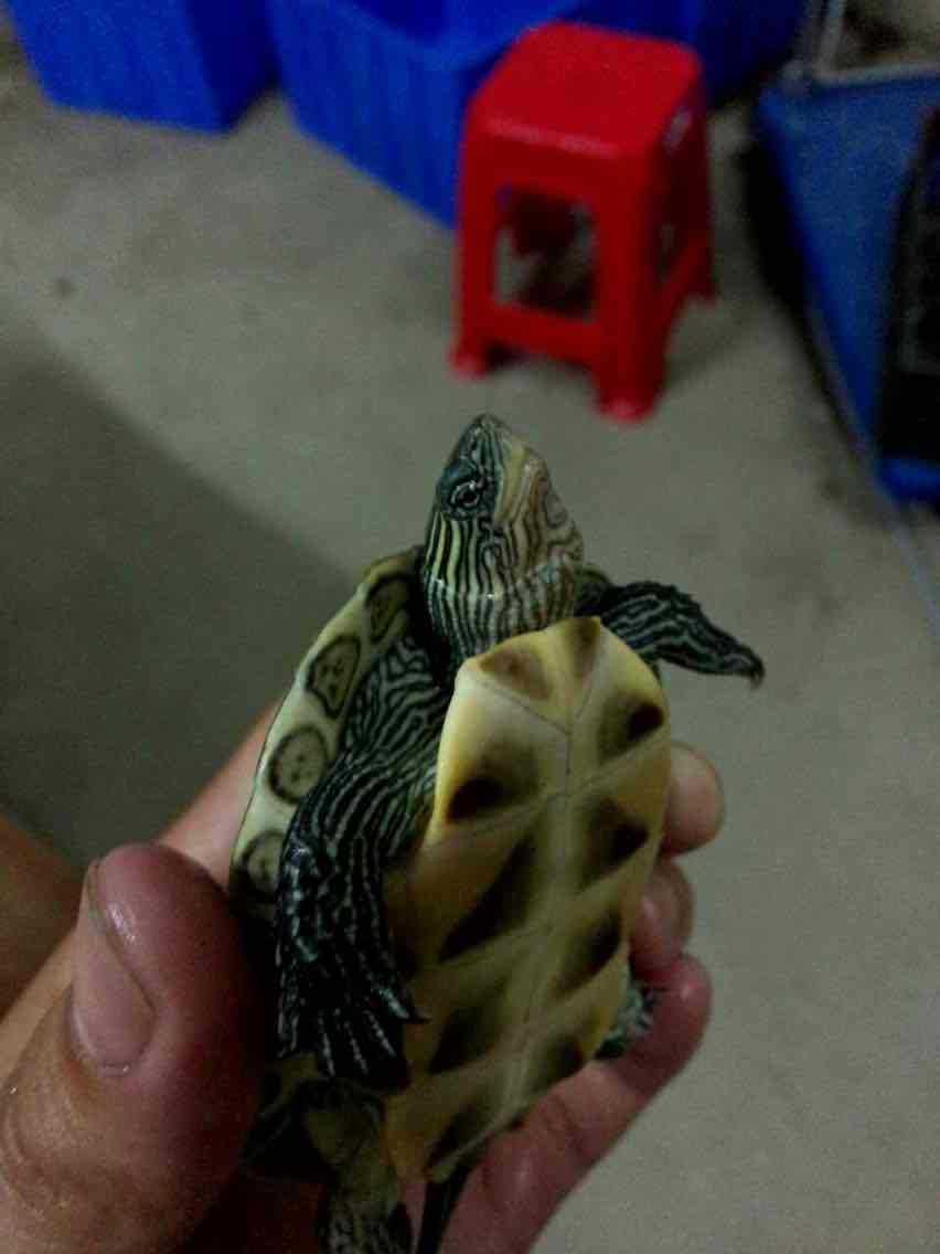 花龟 台湾草龟 绿线草龟 六线草龟 碌仔