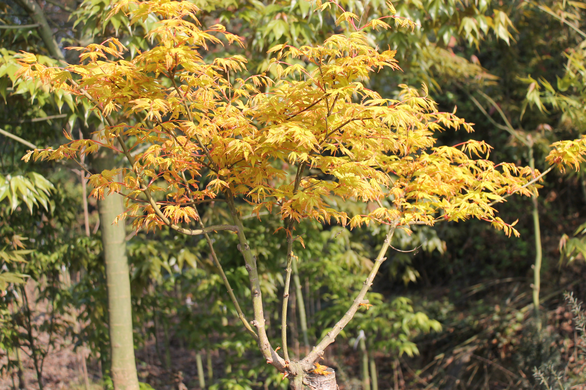 出售嫁接日本红枫橙之梦 又名黄金枫 彩色叶