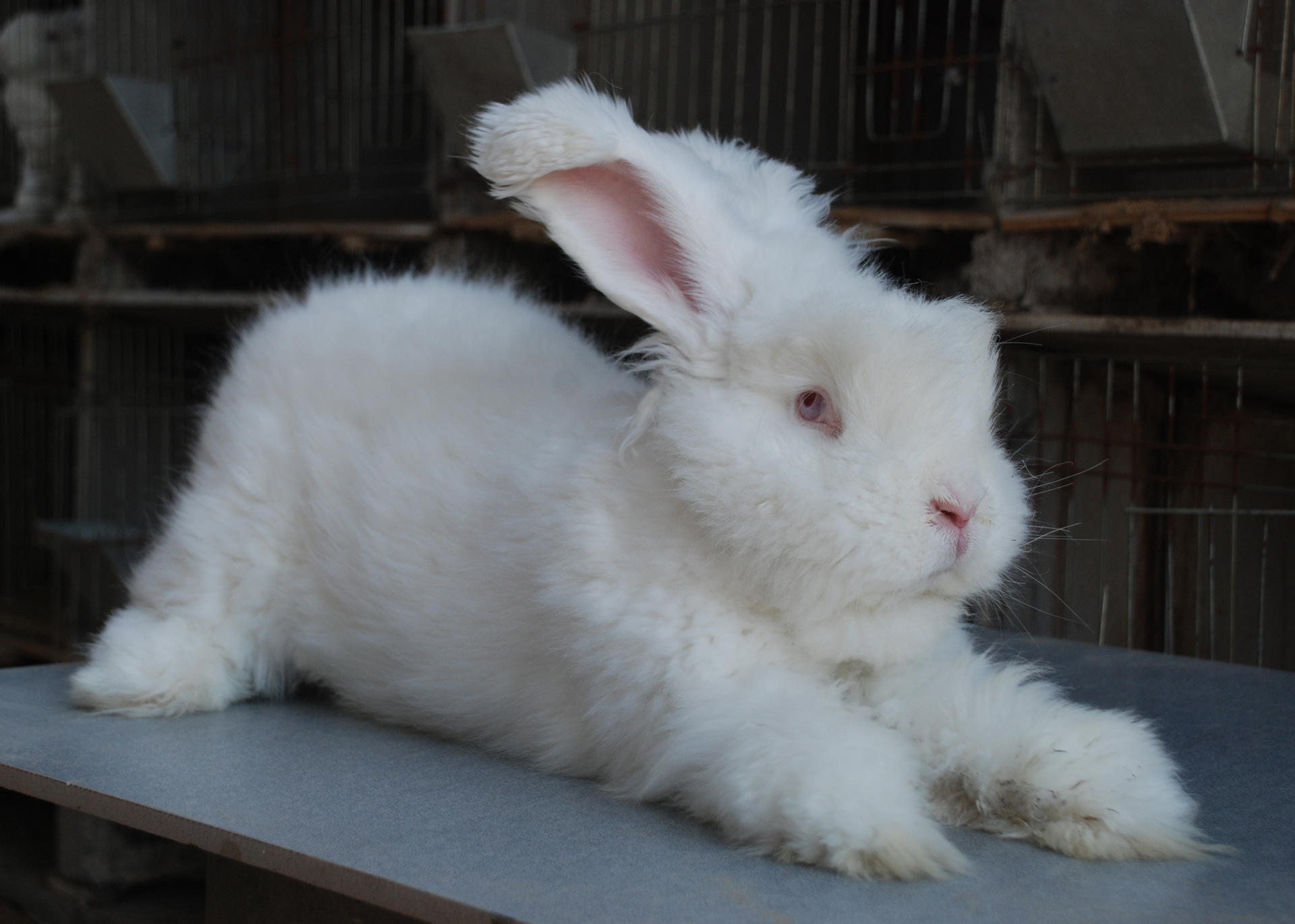 长毛兔青年兔剪完毛30天.6斤左右