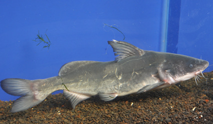 【供应良种长吻鮠苗】 - 鱼类 - 北极网