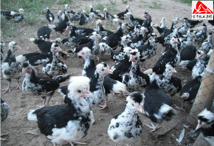 贵妃鸡做种用的养殖场直销 批发贵妃鸡苗 贵妃鸡蛋