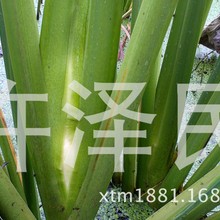 荣民茭白1号双季超早熟优质高产蔬菜种子苗供应