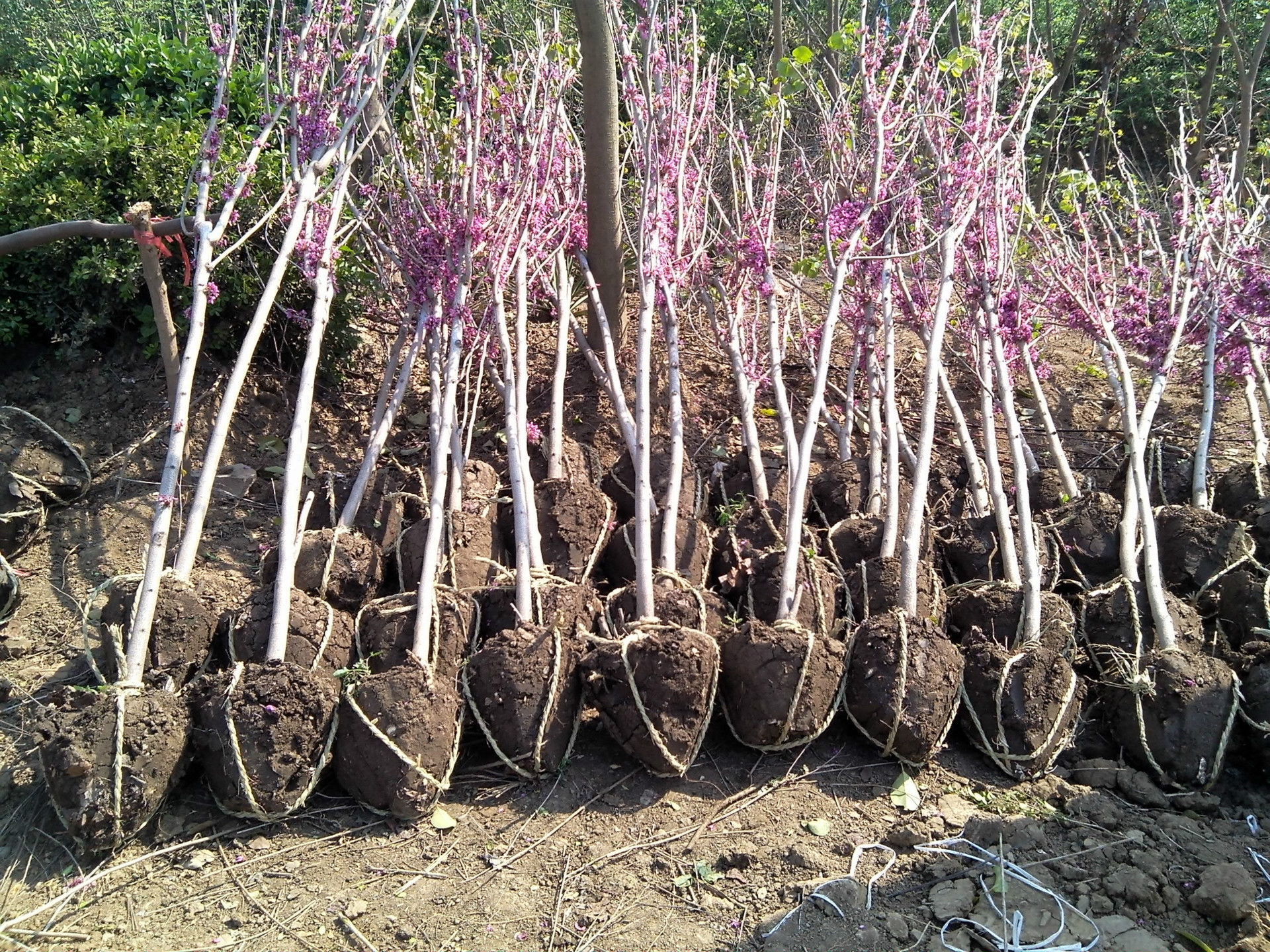 绿化紫荆树苗绿化苗木根系发达花色美道路美化苗批发