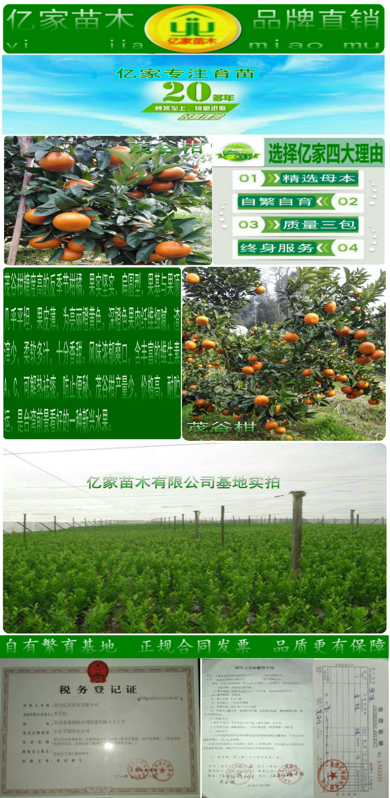 基地批发晚熟茂谷柑 高糖茂谷柑 沃柑 东方红桔 砂糖桔 贡.