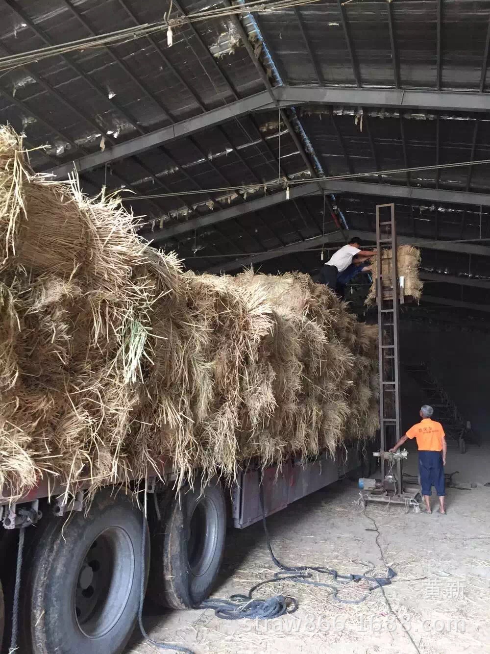批发稻草 天然干稻草 捆绑编织装饰品保温保暖拍照拍电影做背景