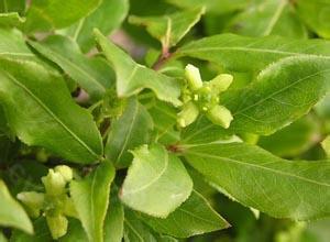 中药材 千年健 一包针 千颗针 千年见 丝棱线18元/kg