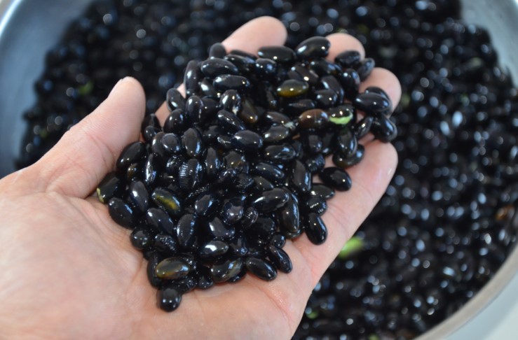 东北特产农家黑豆绿心黑豆绿仁绿芯原产地发货黑豆500g