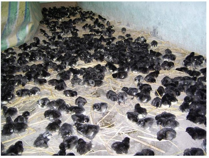 长期供应质量上乘花凤鸡苗,各类苗鸡