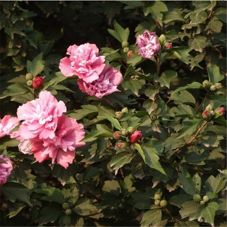 直销丛生木槿冠幅15米