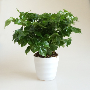 花樊室内小幸福树平安树植物盆栽绿宝观叶盆景幸福树