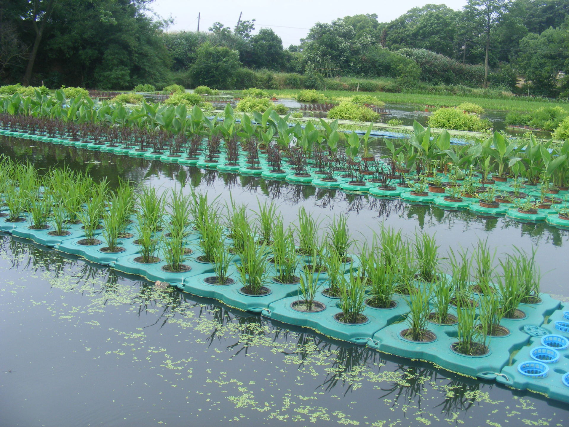 生态浮岛 浮板 生态景观浮床 塑料环保水上种植设备 水上农业