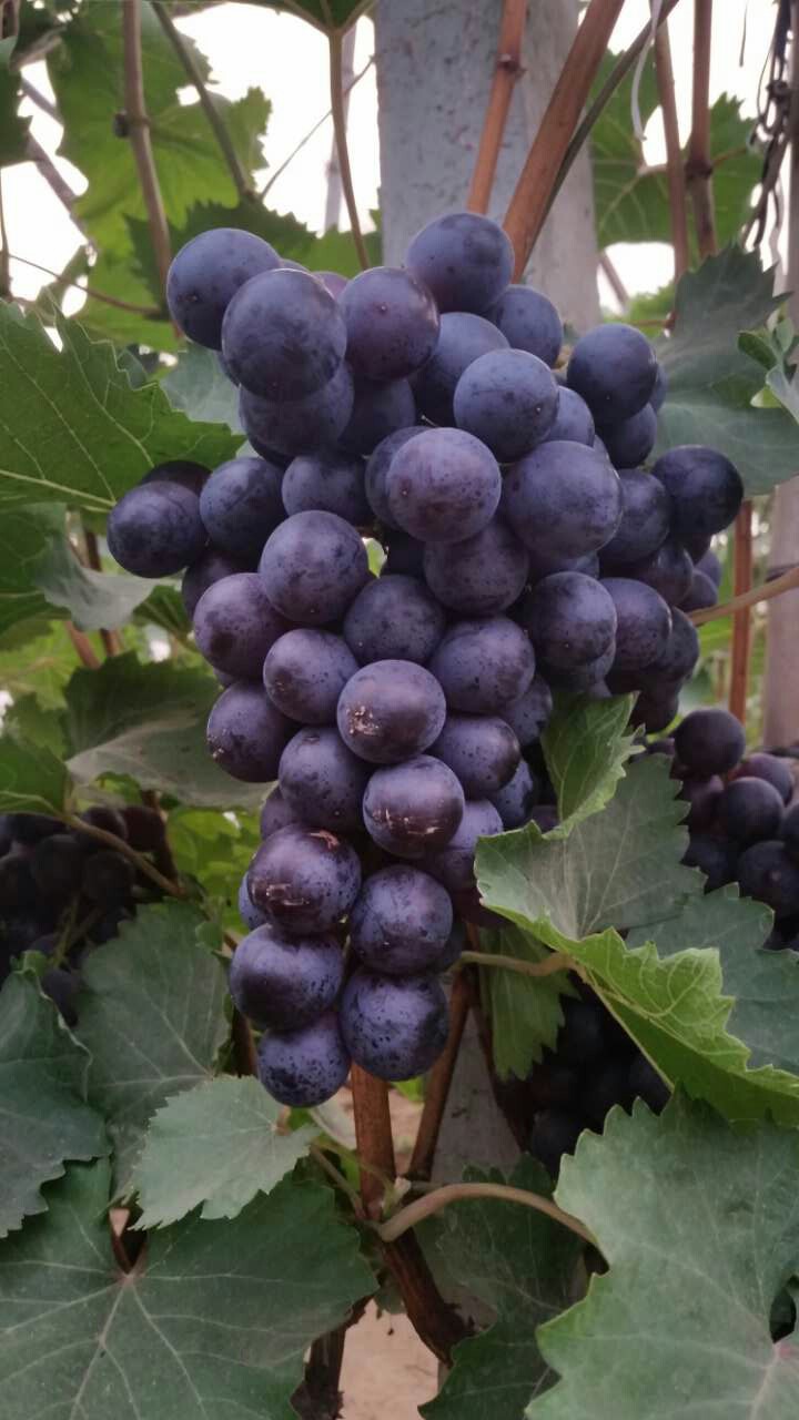 供应黑宝石葡萄【粒粒黑珍珠】