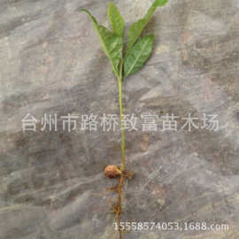 基地大量批发枇杷芽苗,枇杷小苗,枇杷黄芽,枇杷果树苗木