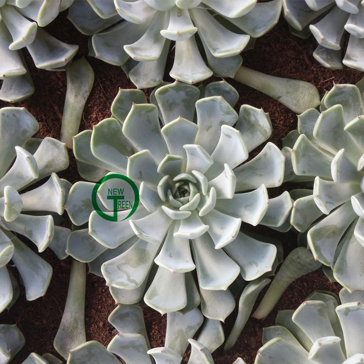 欧洲进口多肉植物带根小型盆栽防辐射定规座