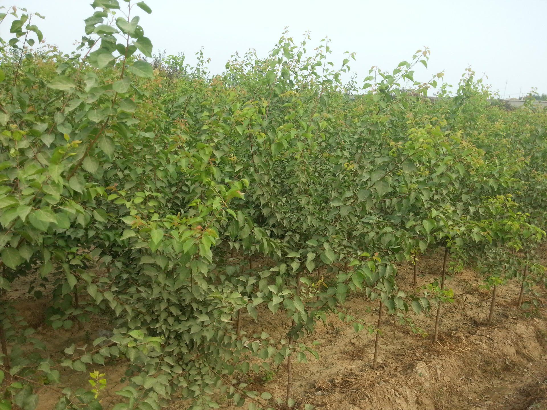 河北保定多种规格优质山杏 量大从优 苗木批发基地 绿化苗圃