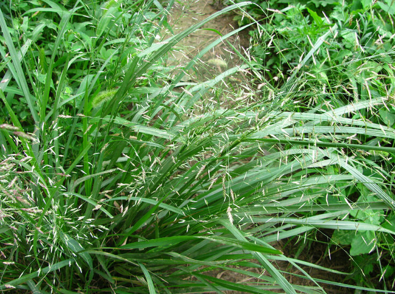 现货销售 绿色草坪种子 弯叶画眉草 多年生草本植物