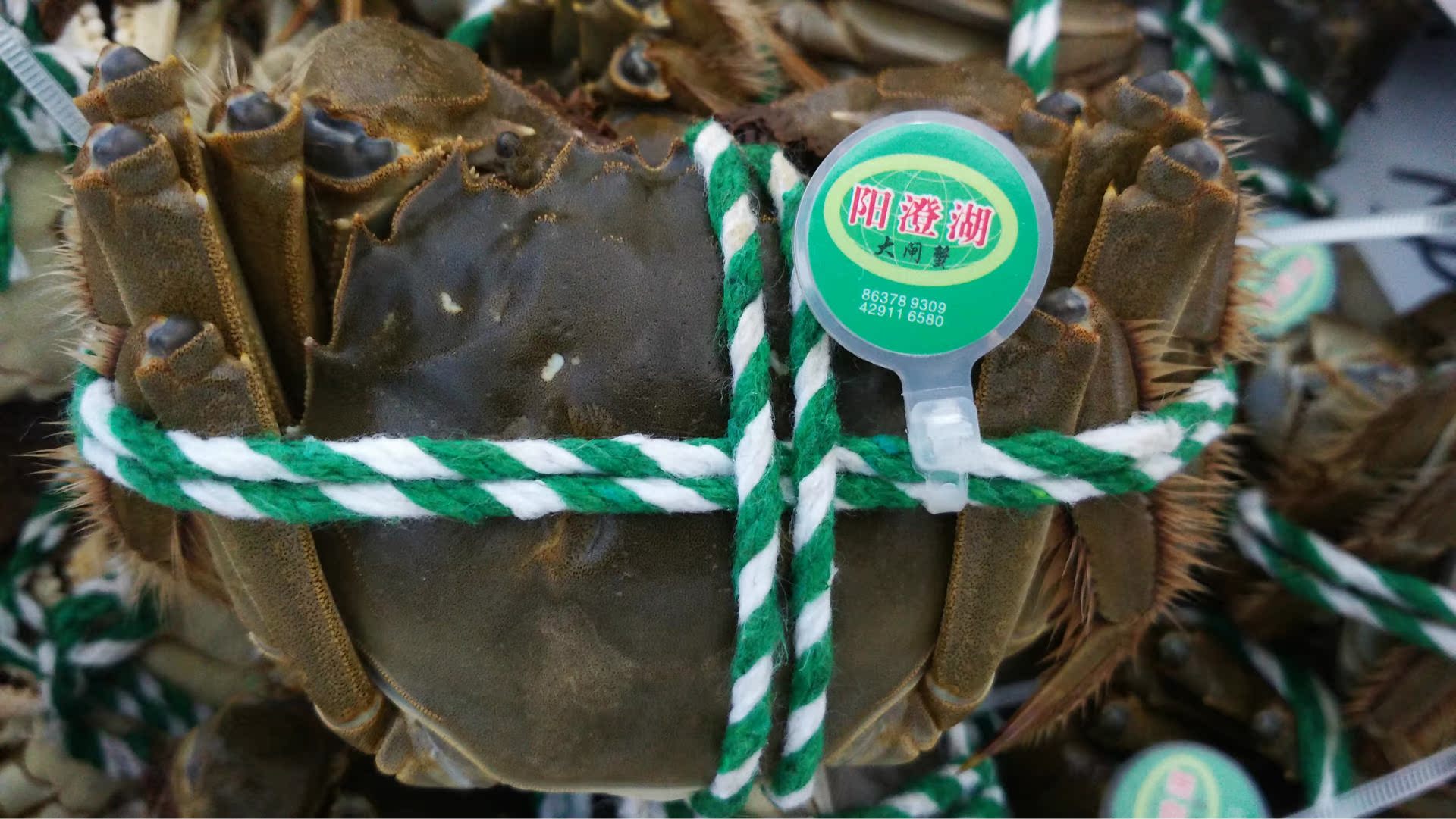 阳澄湖大闸蟹 4.0-4.5两公 2.5- 2.8两母 8只螃蟹