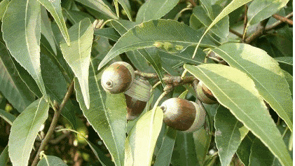 四川农村生长的一种树木 ,树身很高,有的地方叫它旱青杠木,结的果子