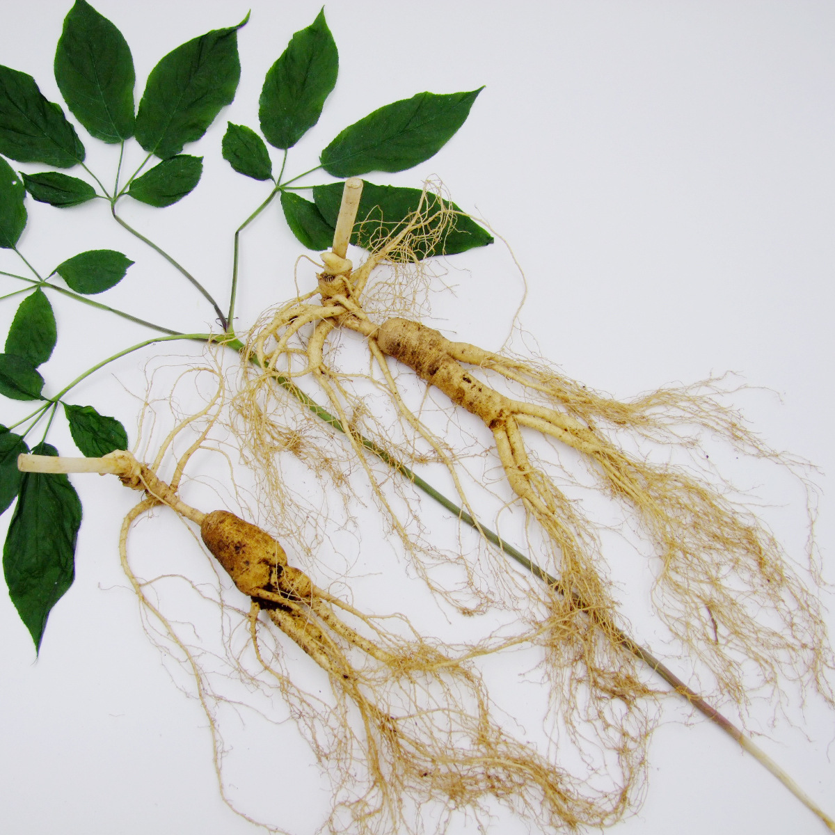 长白山新鲜出土山参,17年林下山参,新出土的鲜山参,规格:每