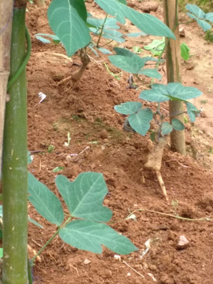 葛根苗 一年生葛苗批发