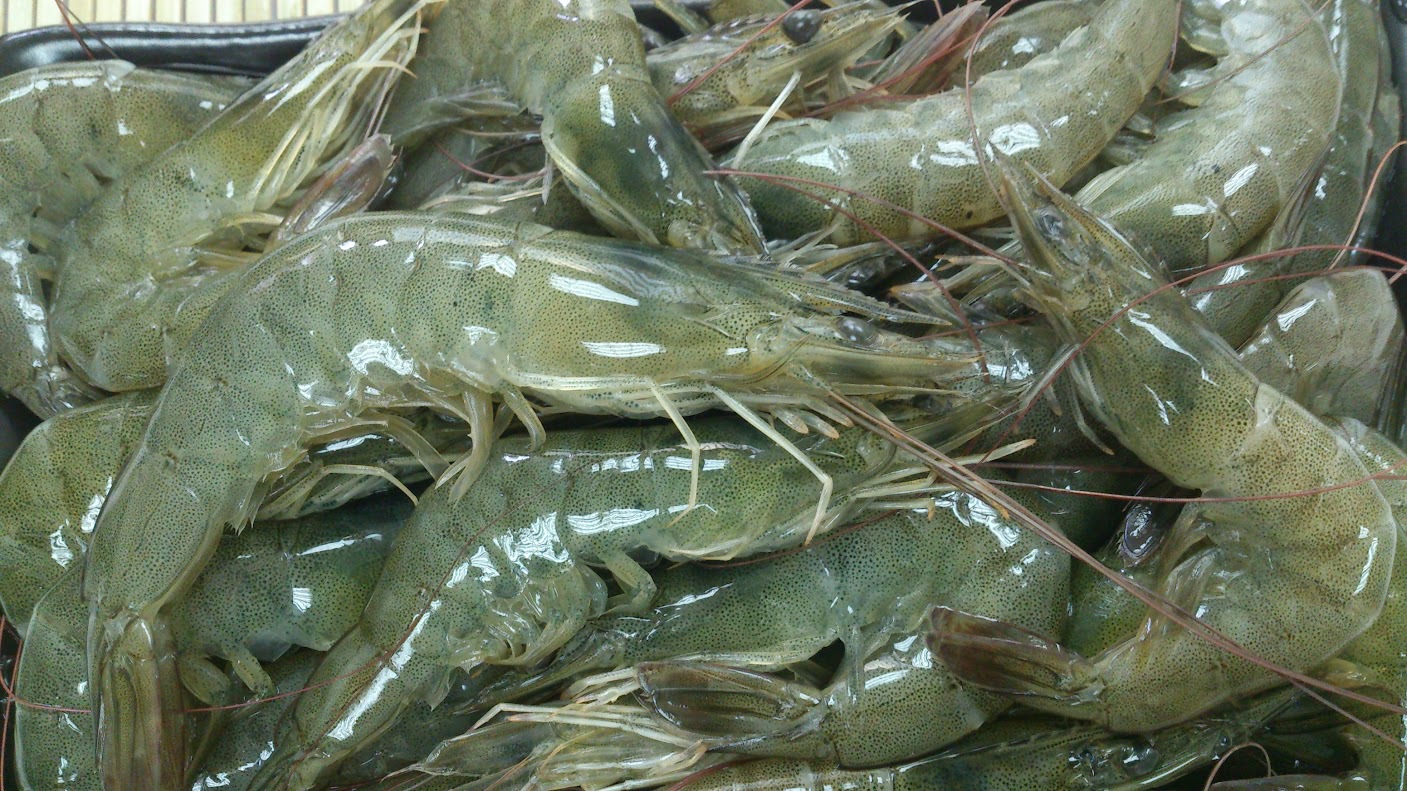 欧洲注册基地生冻南美白对虾vanameiiqfwhiteshrimp