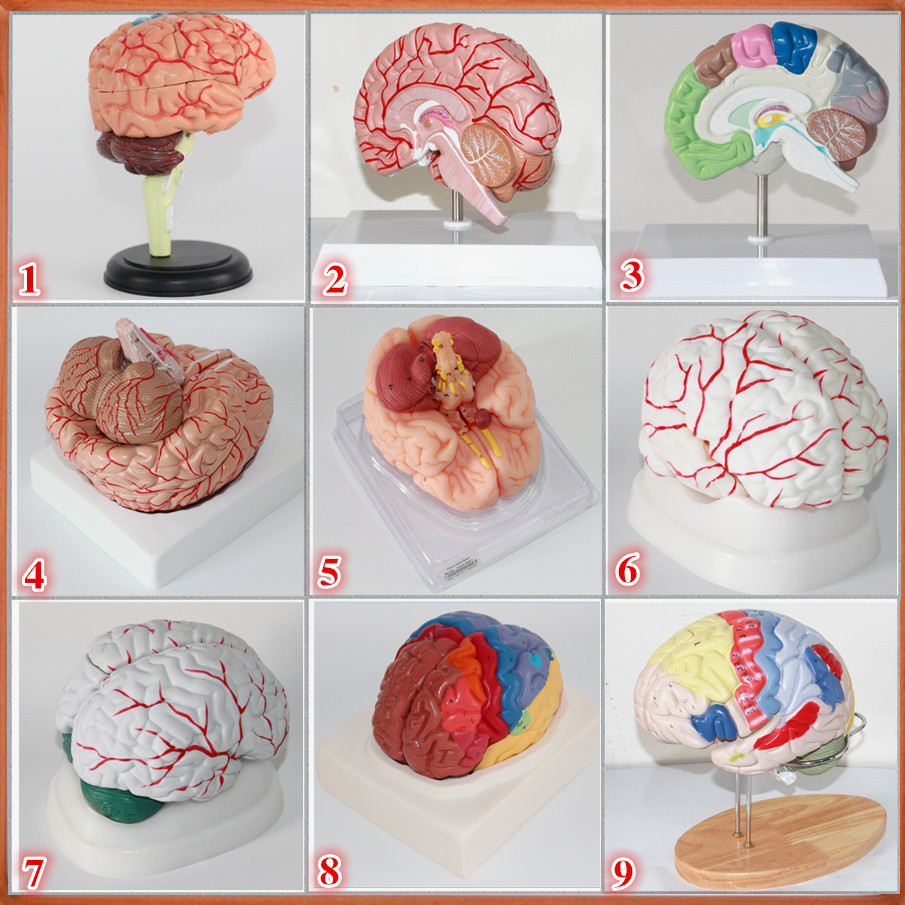热销推荐头脑颈部肌肉血管神经大脑模型 大脑解剖 医药教学器材
