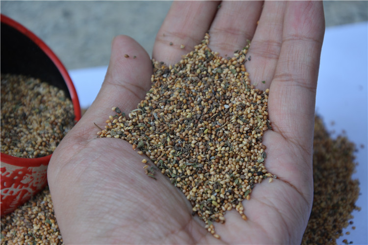 种子厂家批发 优质紫花地丁种子 可阳台关花 简单易活 优质现货