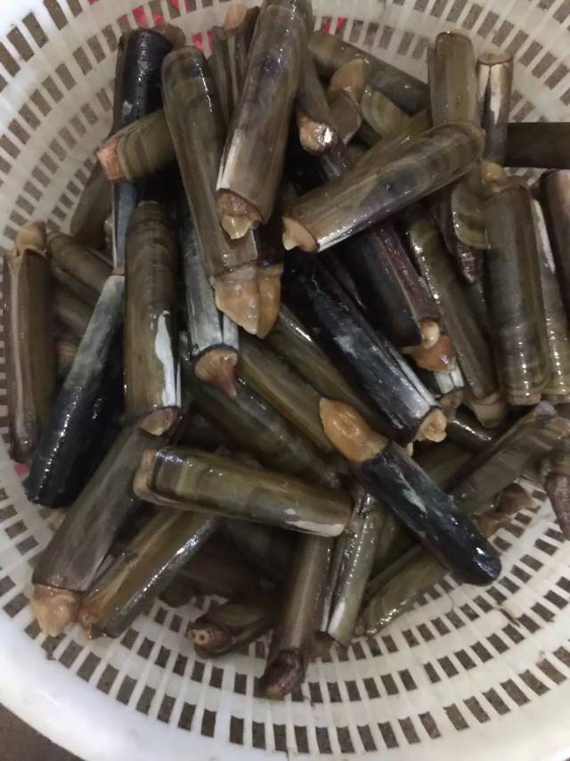 供应活蛏子王 螠蛏 鲜活海产品 个体大 单挑单选 饱满度好