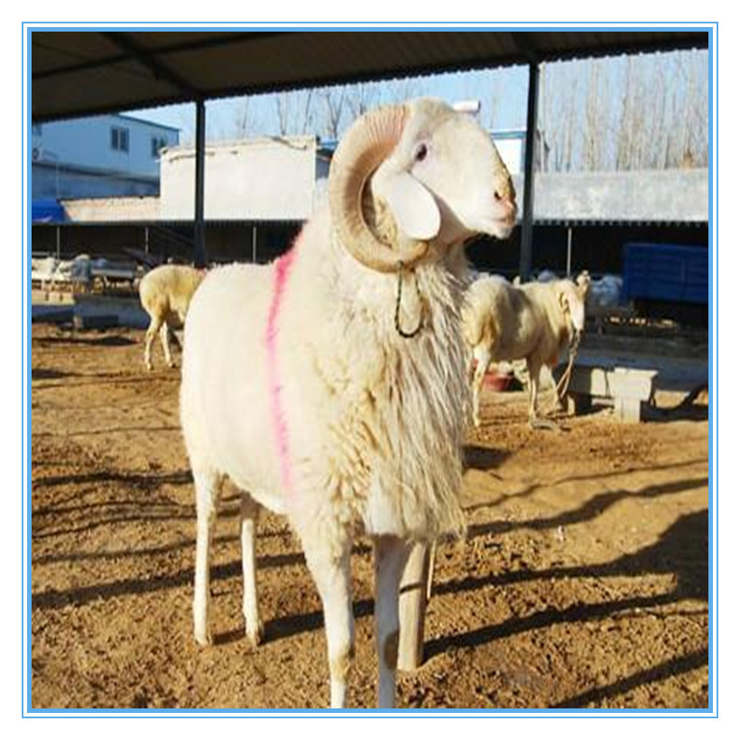 供应纯种小尾寒羊种羊