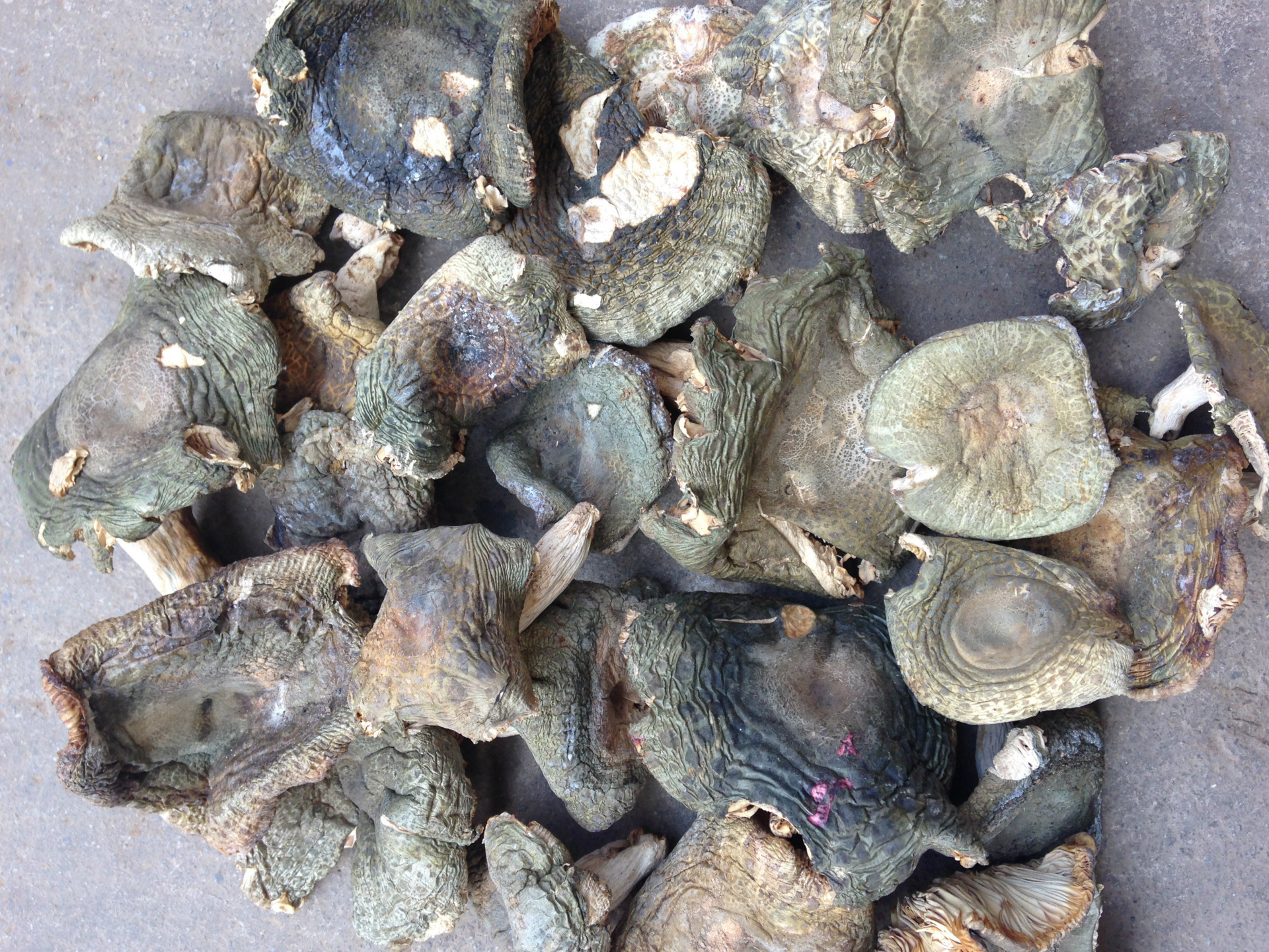 青头菌 a级干货 批发云南特产 青菇 云南特产食品 量大从优