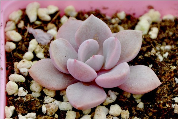 多肉植物 千卉粉莲 粉莲花 韩国进口多肉 防辐射 室内绿植.