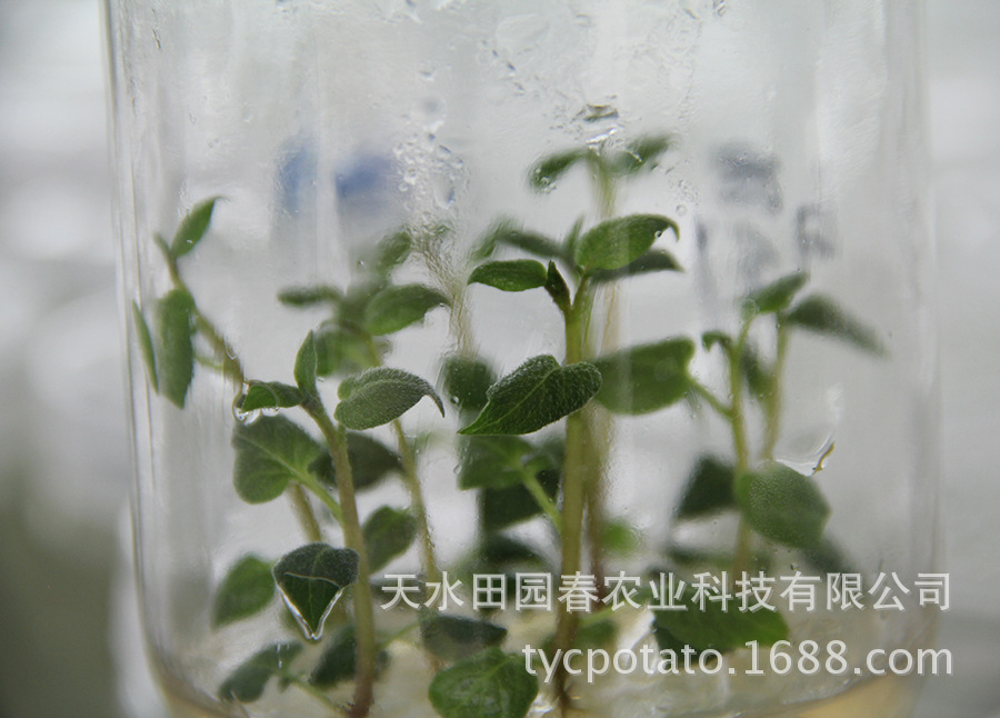 供应信息 蔬菜种子种苗 脱毒苗批发马铃薯种子 荷兰15号 春播预订开始