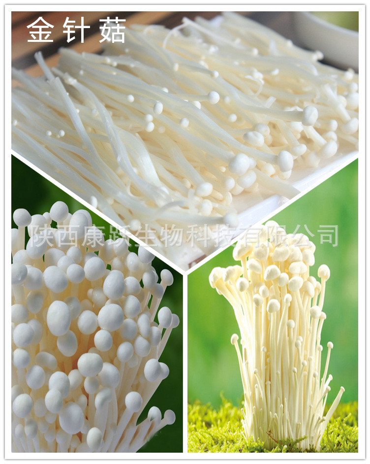 金针菇合成