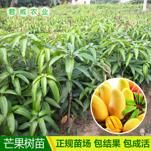 芒果树盆景图片大全 - 阿里巴巴海量精选高清图片