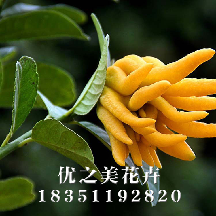 批发室内盆栽 佛手盆栽 金佛手苗 五指橘 佛手柑苗 拂手小苗